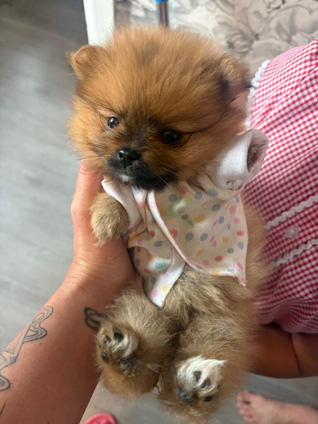 Beautiful teddy face female Pom