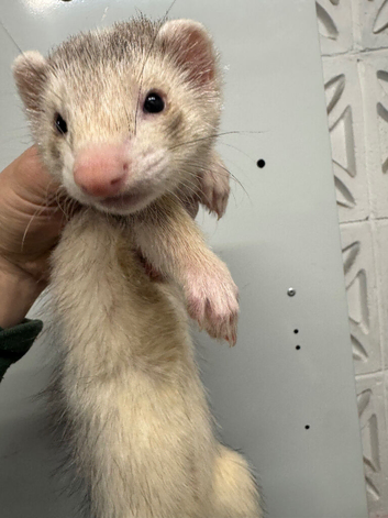 Ferret kits ready now