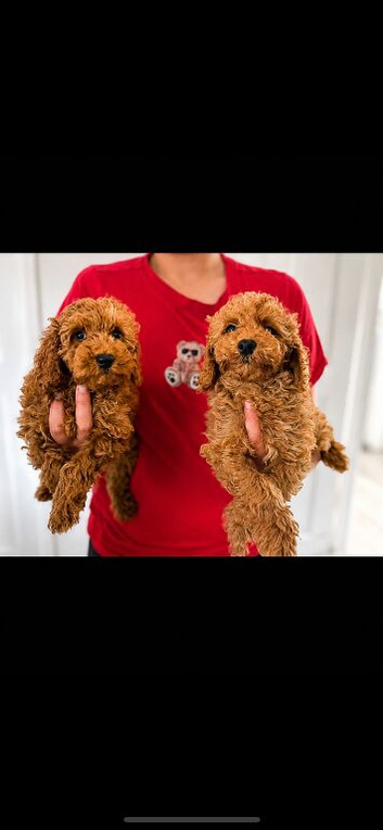 Cockerpoo puppies f1b ready to leave
