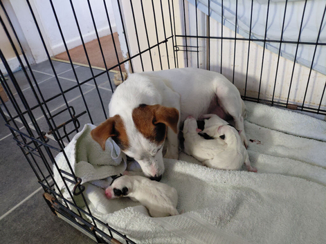 2 dog pups for sale
