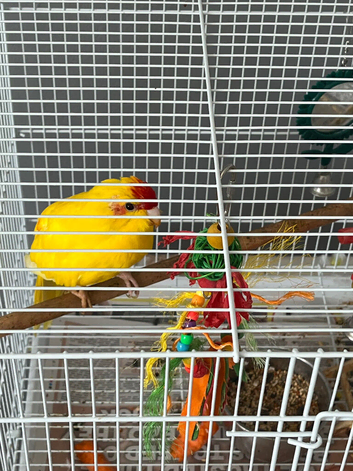 Parrot  for sale
