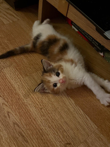 Calico kitten girl