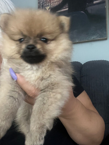 Pure breed small size Pomeranian puppies