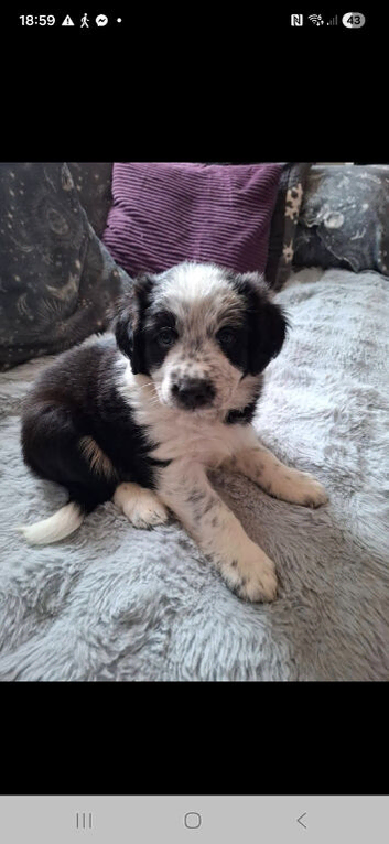 Beautiful Male Collie