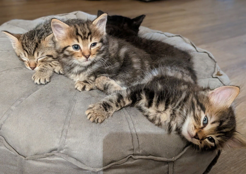 Ragdoll cross kittens