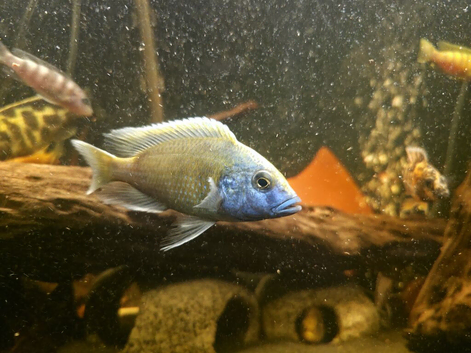 Cichlids malawi