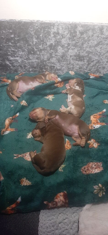 Puppies