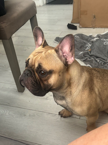 French blue fawn bulldog