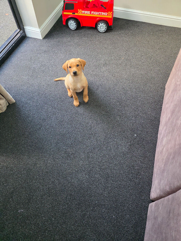 Rehome Labrador Puppie