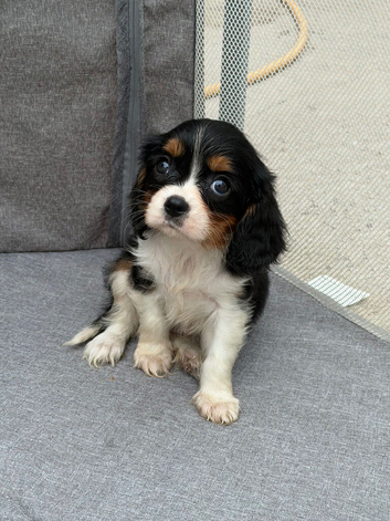 Stunning cavalier King Charles litter