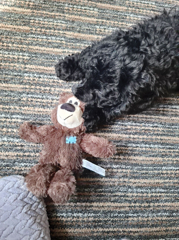 Boy cockapoo