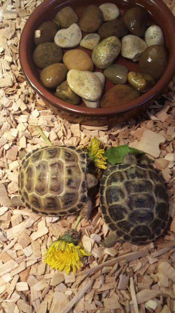 Baby horsefield tortoises for sale