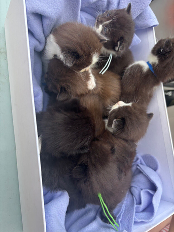 Domestic x ragdoll kittens Stunning lovely colours browns, blacks and grey! Boys and girls