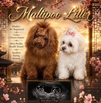Korean Maltese x Asian poodle