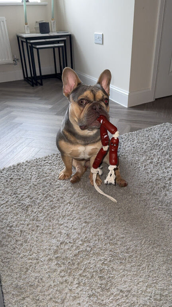 14 month old frenchie for stud