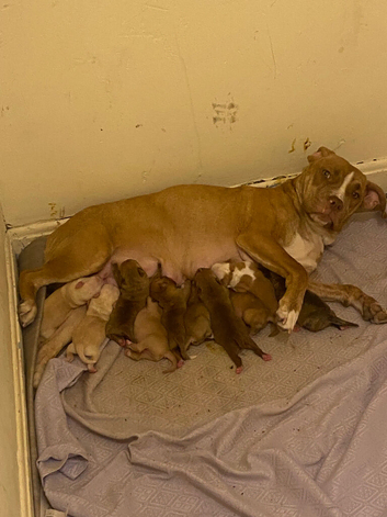 Staff pups