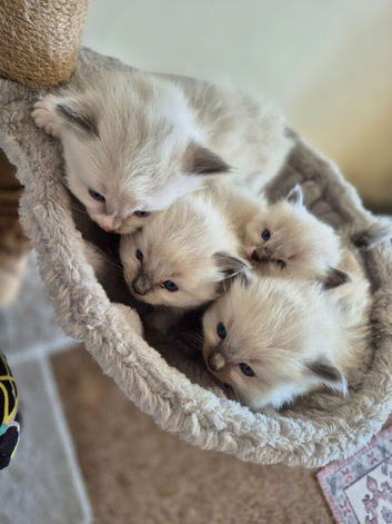 Beautiful Ragdoll kittens