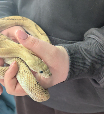 Blonde Pesco rat snake