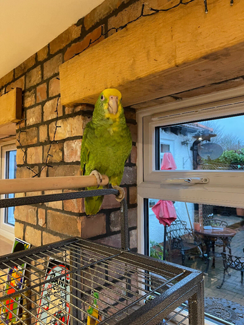 Baby Double Yellow Headed Amazon