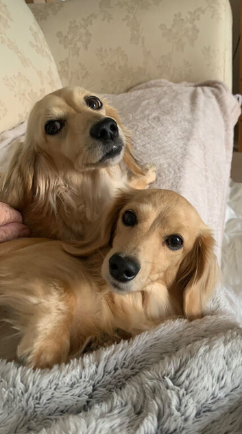 Two adult female Miniature Dachsund cream longhaired