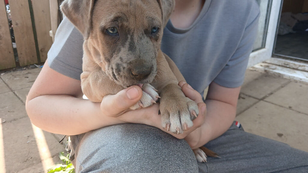 Merle and blue merle Staff cross sharpei