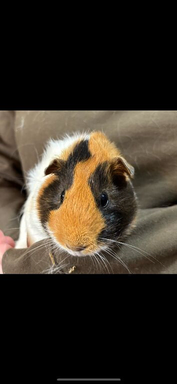 Two Female Guinea Pigs