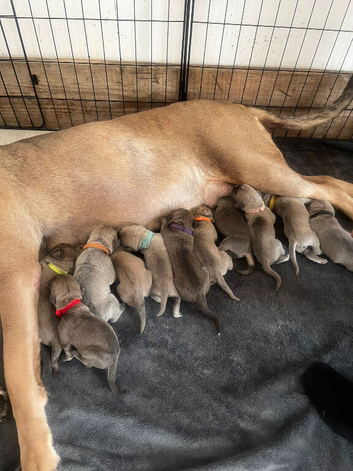Cane corso puppies