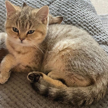 Ready on 31st October- TICA reg BSH boy