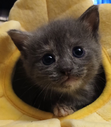 3 month old male kitten