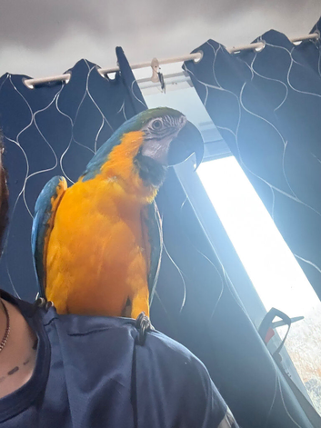 2yr old male macaw