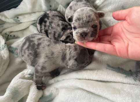 Merle French BullDog Puppies