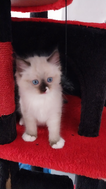 The beautiful, wonderful ragdoll rag doll.