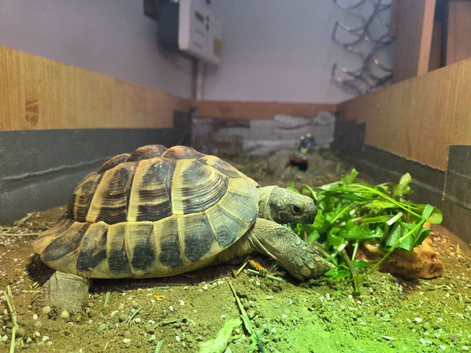 Hermann's tortoise Toby for sale