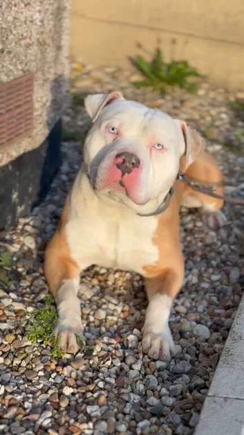 American bully for sale not xl