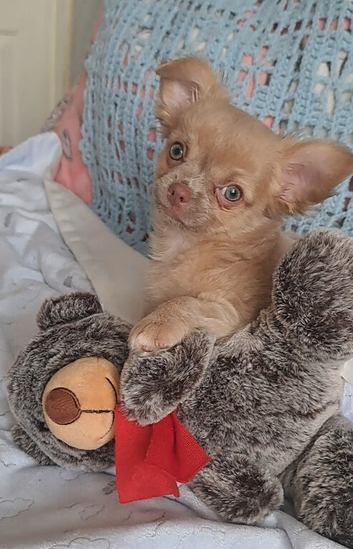 2 long coat chihuahua male pups