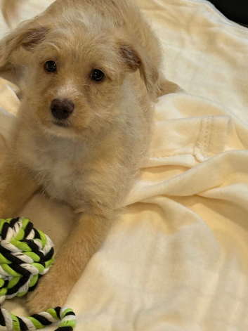 Beautiful f1 jackapoo puppies for sale