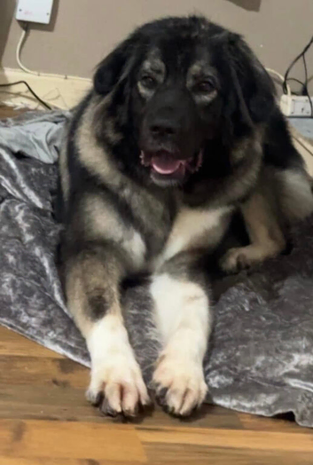 4 year old female