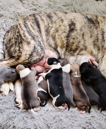9 bullurcher cross staffy  puppies looking for loving homes