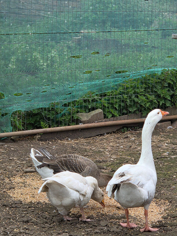 Trio geese 2F 1M