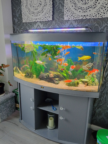 Fish and tank