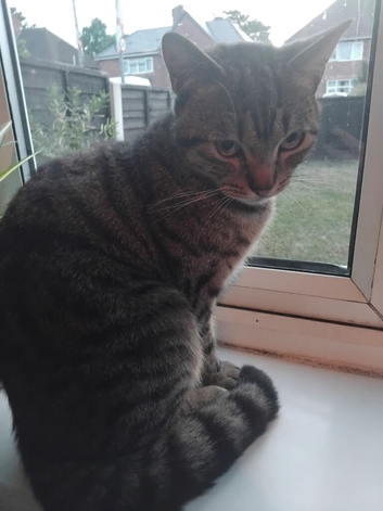 Male cat