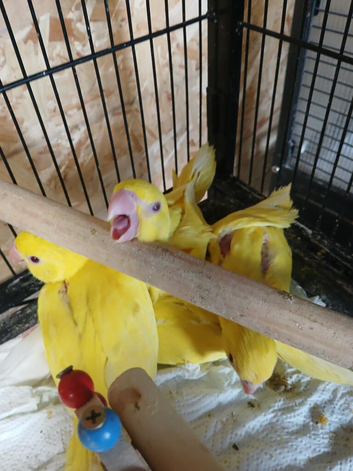 Stunning hand-reared Lutino Ringnecks