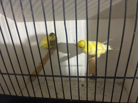 Canary&rsquo;s