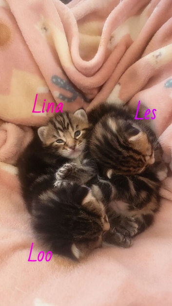 Stunning tabby kitties