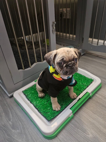 Puppy for rehoming