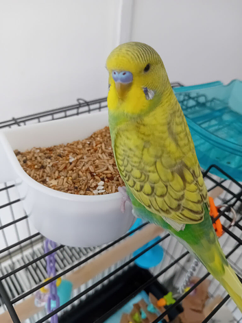 Beautiful talking boy budgie