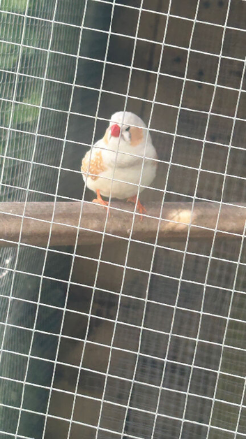 Zebra finch