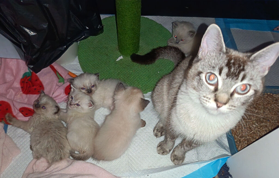 Ragdoll cross siamese kitten