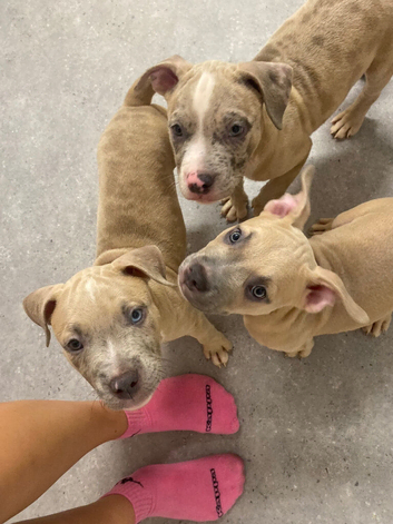 3 pups left ready now