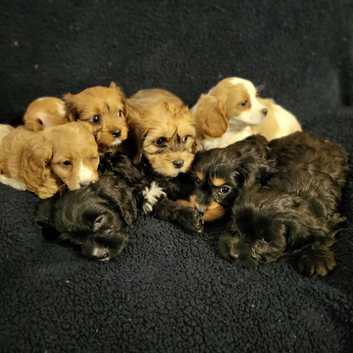 Cavapoochon